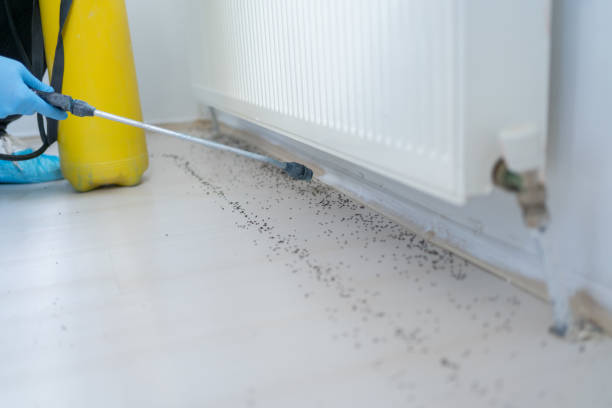 Best Residential Pest Control  in White Mountain Lake, AZ